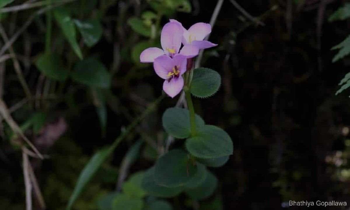 Sonerila robusta Arn.